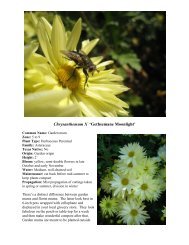 Chrysanthemum X 'Gethsemane Moonlight' - SFA Gardens