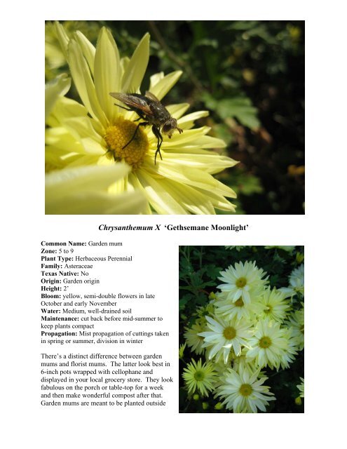 Chrysanthemum X 'Gethsemane Moonlight' - SFA Gardens