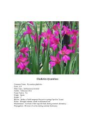 Gladiolus byzantinus - SFA Gardens
