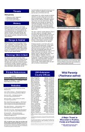 Wild Parsnip (Pastinaca sativa) - Door County Web Map