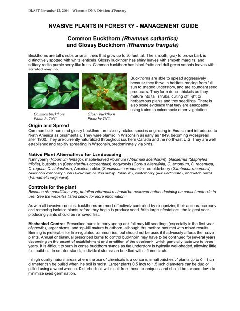 Common and Glossy Buckthorn Fact Sheet