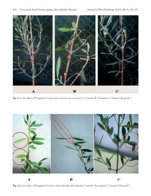 ANTIMICROBIAL EFFECT OF FERROCENYL DIARYL BUTENES AGAINST OLIVE PLANTLET DISEASES