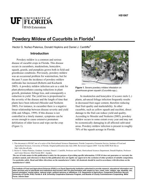 Powdery Mildew of Cucurbits in Florida - Orange County Extension ...