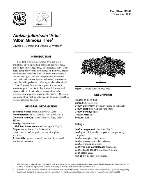 Albizia julibrissin 'Alba' 'Alba' Mimosa Tree - Arboriculture Inventory