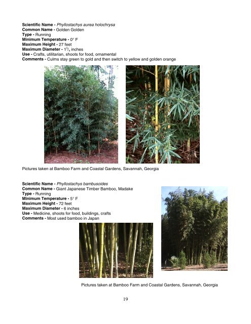 Growing Bamboo in Georgia - Orange County Extension Education ...