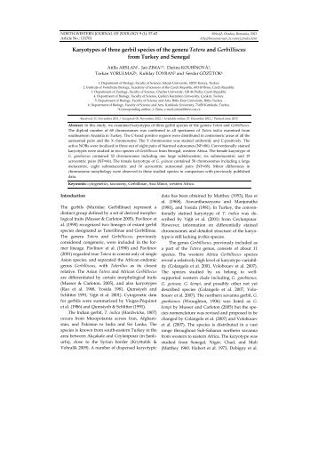 Karyotypes of three gerbil species of the genera Tatera and ...