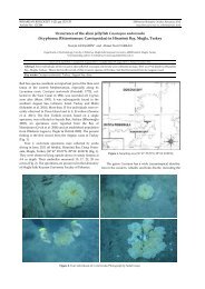 Scyphozoa: Rhizostomeae: Cassiopeidae - 3X.ro
