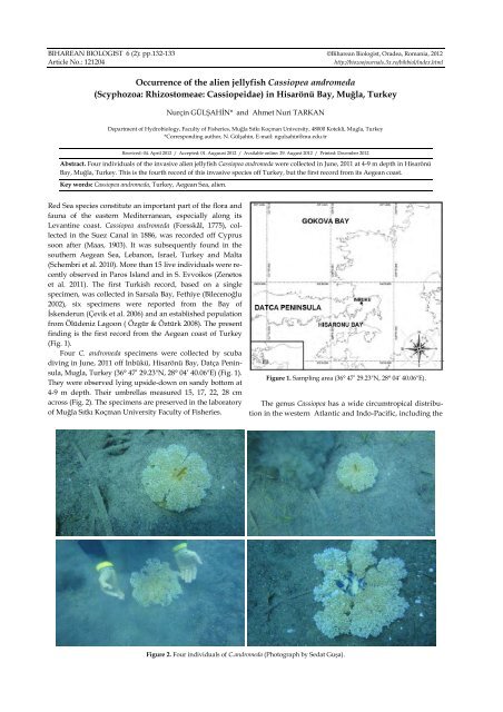 Scyphozoa: Rhizostomeae: Cassiopeidae - 3X.ro