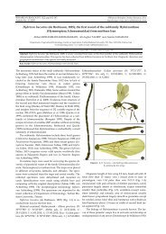 (de Brebisson, 1825), the first record of the subfamily Hybrizontinae