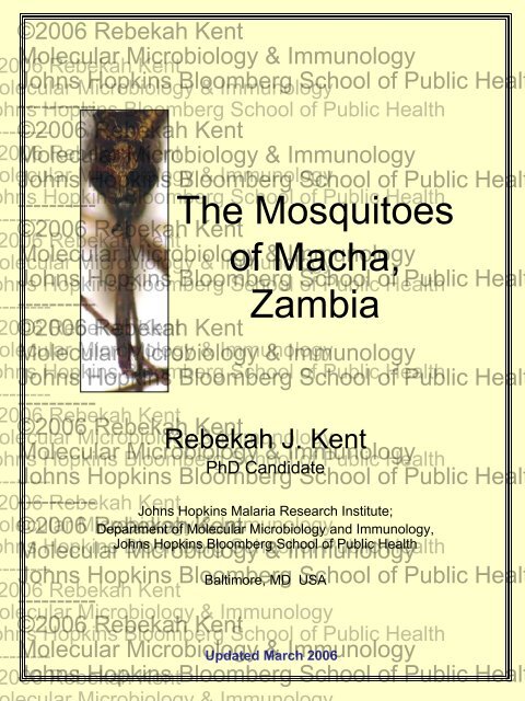 The Mosquitoes of Macha-March 06.pdf - Johns Hopkins Malaria ...