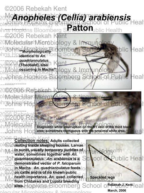 The Mosquitoes of Macha-March 06.pdf - Johns Hopkins Malaria ...