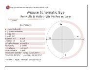 Mouse Schematic Eye