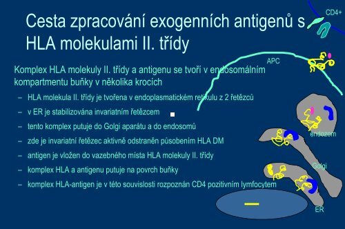 Systém HLA a prezentace antigenu - Ústav imunologie