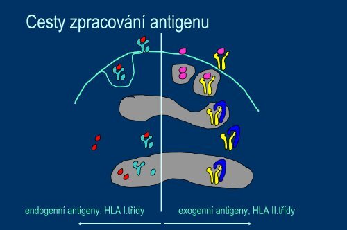Systém HLA a prezentace antigenu - Ústav imunologie