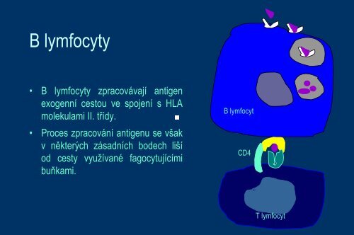 Systém HLA a prezentace antigenu - Ústav imunologie