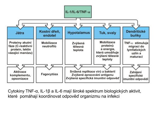 Nespecifické složky buněčné imunity - Ústav imunologie