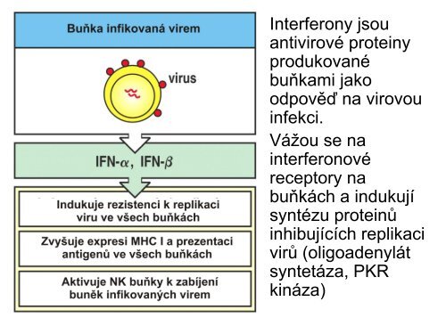 Nespecifické složky buněčné imunity - Ústav imunologie