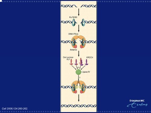 V(D)J recombination and its defects