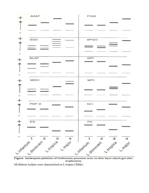 Cutaneous Leishmaniasis : Iso-enzyme characterisation of ...