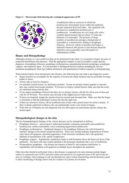 Pemphigus foliaceus: review of clinical signs & diagnosis in dogs ...