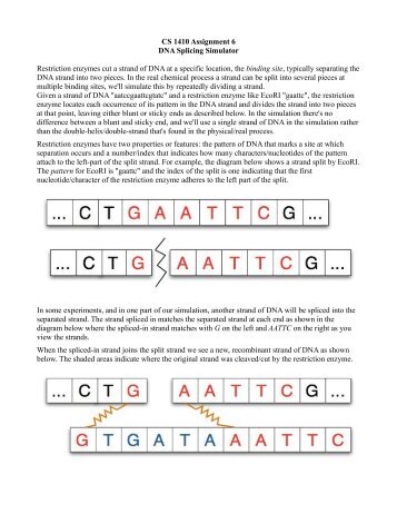 CS 1410 Assignment 6 DNA Splicing Simulator Restriction enzymes ...