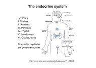 Endocrine system