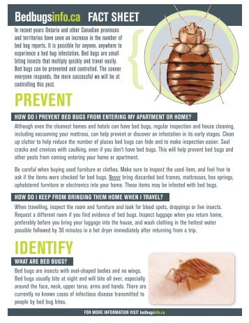 What are Bed BuGs?