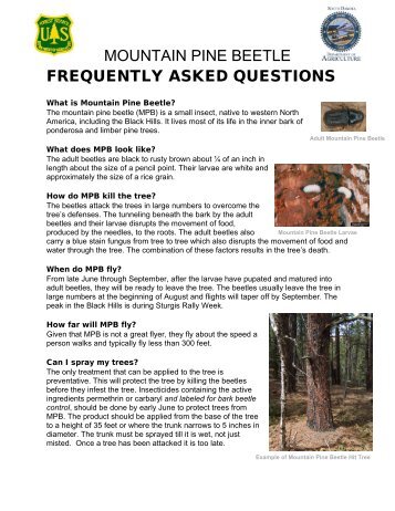 FAQ - Mountain Pine Beetle - USDA Forest Service