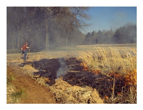 Comparison of Biomass Harvest and Spring Prescribed Burns in ...
