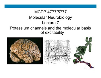 MCDB 4777/5777 Molecular Neurobiology Lecture 7 ... - MCD Biology