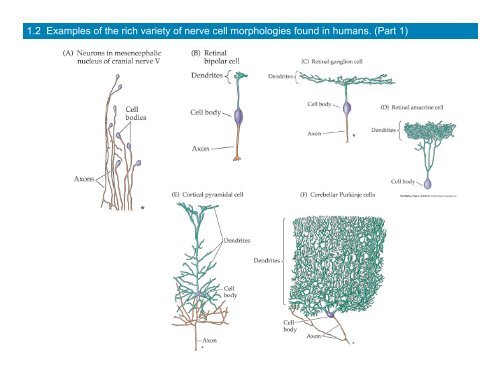 MCDB 4777/5777 Molecular Neurobiology Lecture 1 ... - MCD Biology