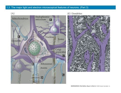 MCDB 4777/5777 Molecular Neurobiology Lecture 1 ... - MCD Biology