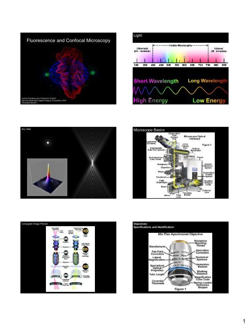 Fluorescence and Confocal Microscopy