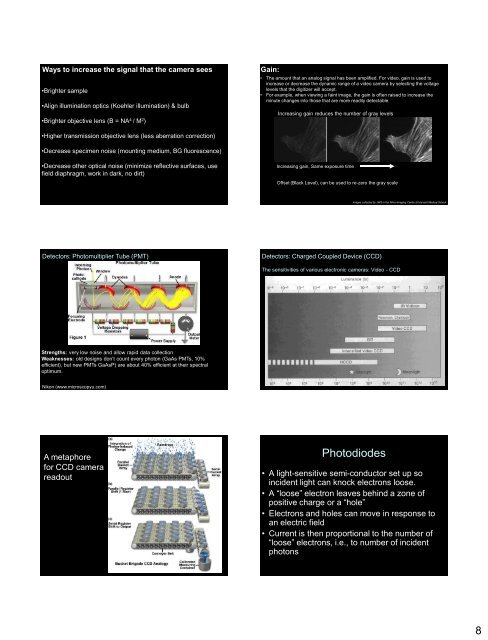 Fluorescence and Confocal Microscopy