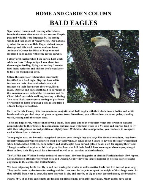 Bald Eagles - Osceola County Extension - University of Florida