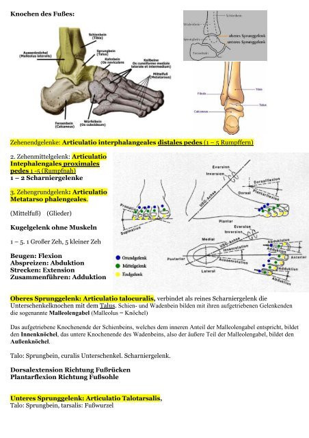 Skelett und Muskeln - Peter-weck.de