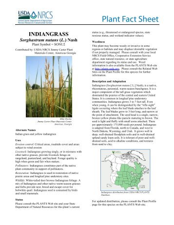 (Sorghastrum nutans[ L.]Nash)Plant Fact Sheet - USDA Plants ...