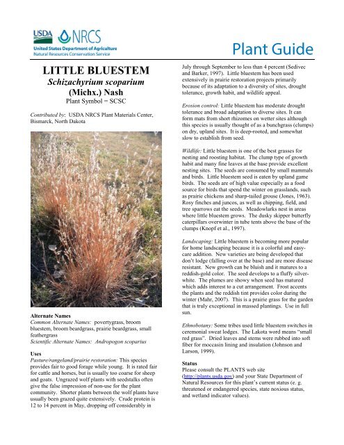 Little Bluestem Schizachyrium scoparium Plant Guide - USDA Plants ...