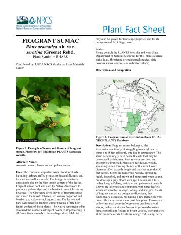 (Rhus aromatica) Plant Fact Sheet - USDA Plants Database