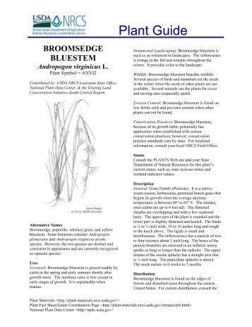 broomsedge bluestem - USDA Plants Database - US Department of ...