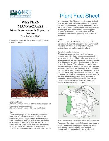 Plant fact sheet for western mannagrass - USDA Plants Database