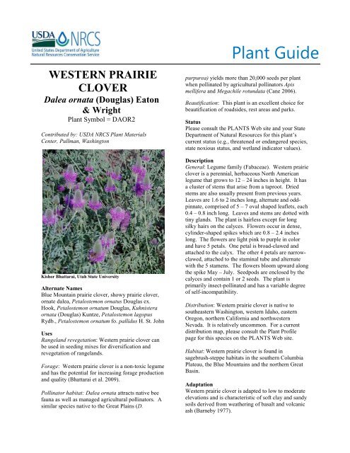 Western Prairie Clover Plant Guide - USDA Plants Database