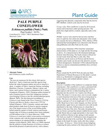 Pale Purple Coneflower Plant Guide - USDA Plants Database