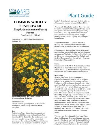 Common Wooly Sunflower Plant Guide - USDA Plants Database