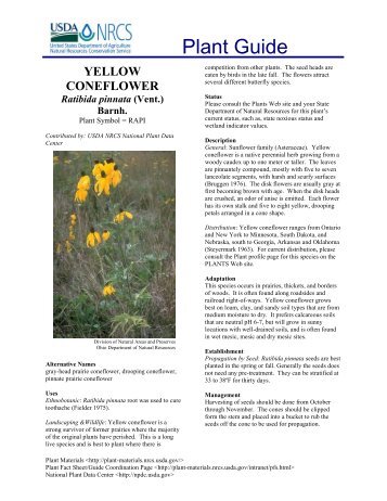 yellow coneflower - USDA Plants Database - US Department of ...