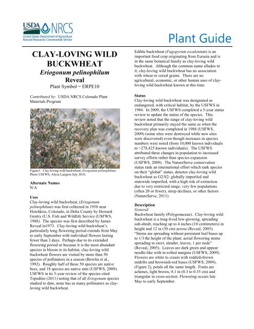 Clay-loving wild buckwheat - USDA Plants Database