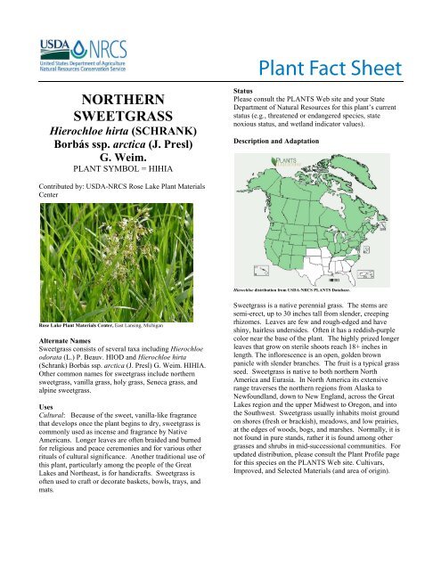 Northern Sweetgrass (Hierochloe hirta) - USDA Plants Database