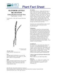 slender little bluestem - USDA PLANTS Database - US Department ...