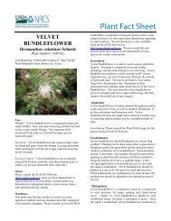 Velvet Bundleflower plant fact sheet - USDA Plants Database