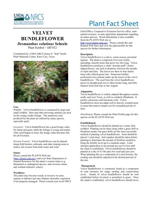 Velvet Bundleflower Plant Fact Sheet - USDA Plants Database